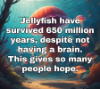 Jellyfish.png