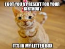 cat-birthday-memes-32-720x584.jpg