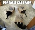 cat traps.jpg