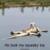 He Took My Squeaky Toy!.jpg